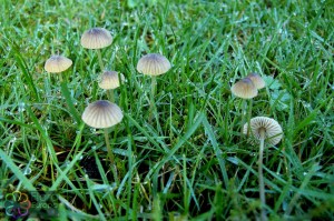 Bruinsnedemycena 1.jpg_product_product_product